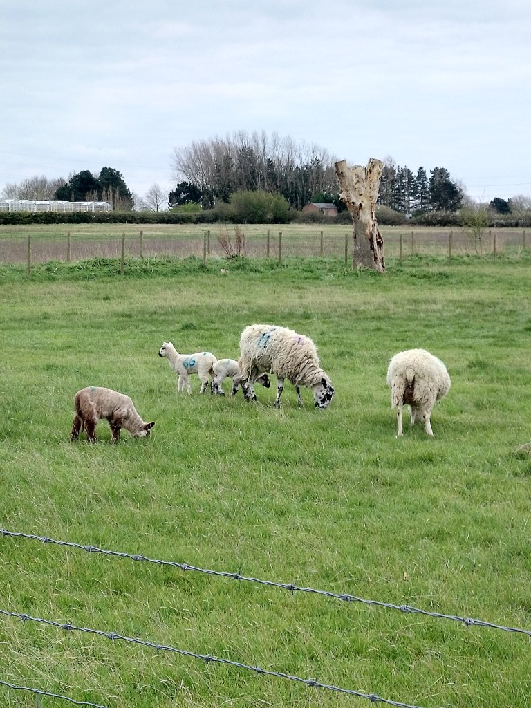 sheep in field